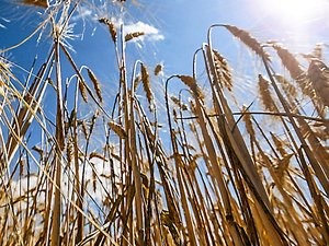 900 000 hectares de moins qu'en 2016 : la récolte de blé en France s'annonce catastrophique en 2024