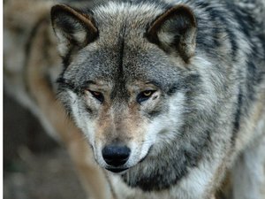 Une semaine après l'Aveyron, un nouveau loup abattu en Lozère après une autorisation de tir