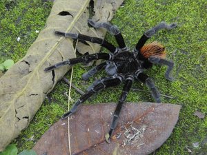 Une mygale installée dans les rayons 