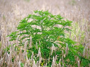 Ambroisie : où la trouver, comment la reconnaître et s'en protéger... voici ce qu'il faut savoir sur cette plante allergisante et envahissante