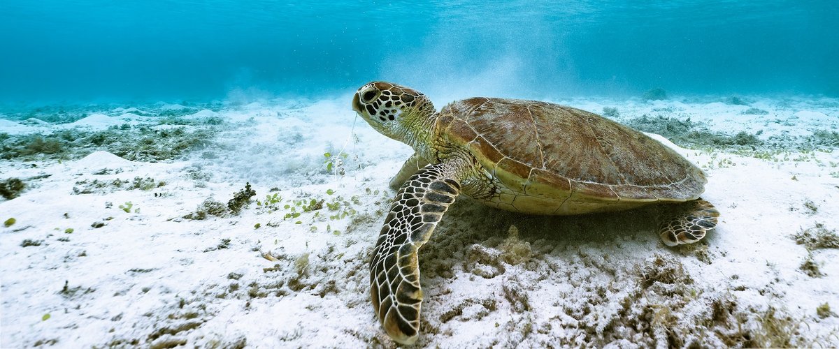 Poissons menacés, diminution des revenus de pêche… pourquoi le record de température de la mer Méditerranée inquiète le Giec ?