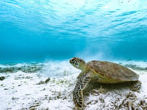 Poissons menacés, diminution des revenus de pêche... pourquoi le record de température de la mer Méditerranée inquiète le Giec ?