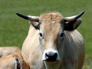 Grippe aviaire, fièvre catarrhale... la filière agricole française fait face aux maladies depuis le début de l'été, le ministère encourage à la vaccination