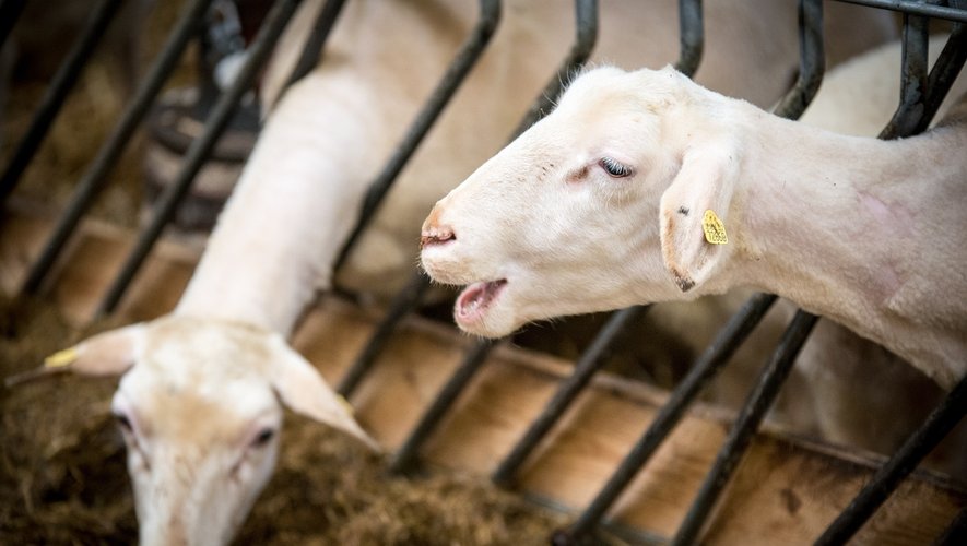 La  fièvre catarrhale ovine gagne du terrain en Occitanie, qu'en est-il en Aveyron ? (1/1)