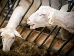 La fièvre catarrhale ovine gagne du terrain en Occitanie, qu'en est-il en Aveyron ?