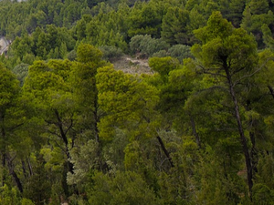 Risque de feux de forêts : 6 départements placés en alerte orange ce lundi 19 août