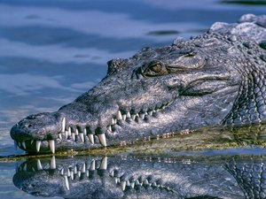 Une sandale et les membres d'un corps flottant dans la rivière, les restes d'une femme retrouvés dans le ventre d'un crocodile