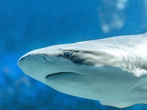 VIDÉO. Quand un requin longe une plage de l'Hérault devant les vacanciers, qui ont mis la baignade entre parenthèses