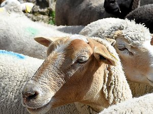 Agriculture : l'Aveyron veut un vaccin gratuit contre la fièvre catarrhale ovine