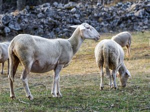 Fièvre catarrhale : la propagation s'accélère, vaccination tardive, 10 départements touchés, Allemagne, Pays-Bas et Belgique aussi