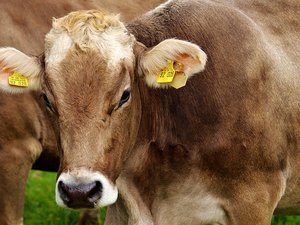 Maladie hémorragique épizootique : le virus identifié chez une vache allaitante en Aveyron