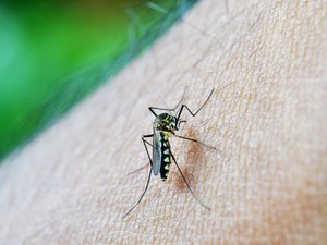 Maladies tropicales : une centaine de cas importés de dengue en Occitanie depuis le 1er mai, voici les départements les plus touchés