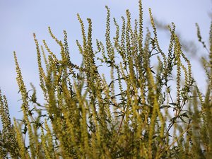 Pollen d'ambroisie : la France fortement touchée, 12 départements en alerte rouge, voici ce qu'il faut savoir sur cette plante hautement allergisante