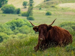 Fièvre charbonneuse dans le Cantal : des animaux retrouvés morts, plusieurs cas de cette maladie transmissible à l'homme, détectés sur des bovins