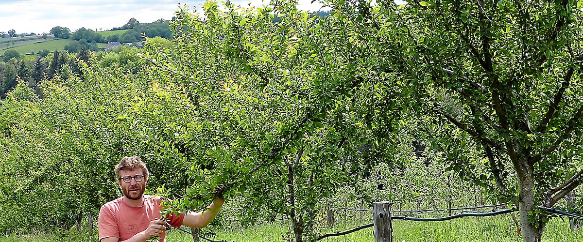 Un vrai déclic pour l’amour de ces arbres : Rémy Fabre et son verger de Castanet, les fruits d’une passion