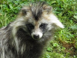 Coronavirus, virus inconnus et à haut risque pour l'homme : une étude s'alarme sur les élevages d'animaux sauvages en Chine