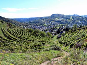 Aveyron : les vignerons s'attendent à une maigre récolte mais qui pourrait être de qualité