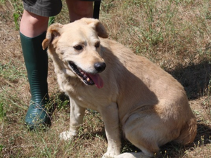 Ils avaient disparu depuis 10 ans : en quelques mois grâce à leurs puces, il récupère ses deux labradors en deux endroits différents