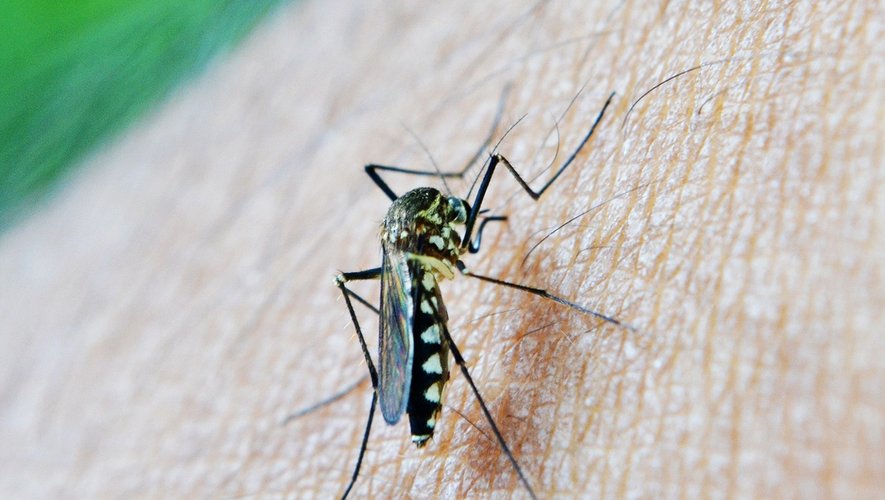 Dengue, chikungunya, Zika: why is the risk of an epidemic in France high within 5 years?