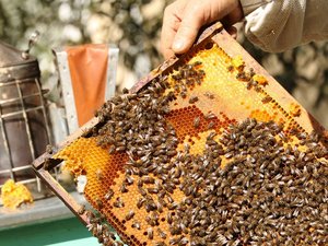 Cette commune de l'Aveyron lance sa première fête du Miel, voici un avant-goût du programme