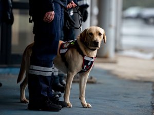 La rencontre avec le chien tourne au vinaigre : prison et amende de 5 millions d'euros pour ce chauffeur espagnol