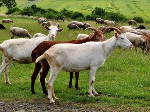 Occitanie : après le loup ou les chiens errants, ce préfet délivre une autorisation d'abattage concernant... des chèvres