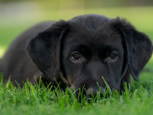 Il a fait sa rentrée avec les collégiens : pourquoi un chiot a-t-il été adopté dans cet établissement ?