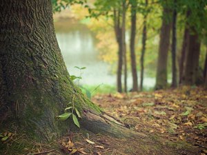 Meurtre de Philippine : la cause de la mort de l'étudiante de 19 ans, retrouvée ensevelie dans le bois de Boulogne, a été révélée