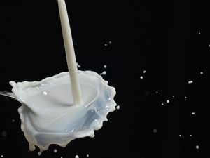 Pourquoi et comment Lactalis va-t-il réduire sa collecte de lait en France à partir de fin 2024 ?