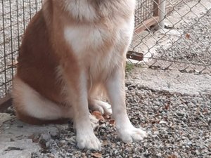 Une chienne retrouvée attachée à un arbre en bord de route, entre Espalion et Estaing