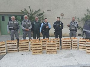 Cueillette abusive de champignons : les gendarmes saisissent 75 caisses ramassées illégalement dans le parc régional