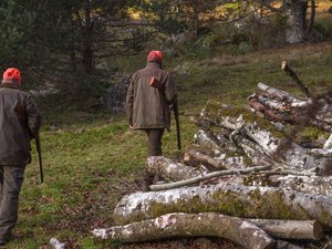 Chasse : la battue aux sangliers vire au drame, un chasseur âgé de 42 ans tué d'une balle dans la tête