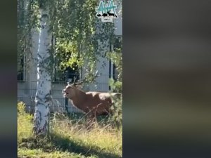 Un cerf s'échappe de la forêt et doit sa vie sauve aux gendarmes auprès de qui il trouve refuge