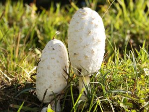 Saison des champignons : l'Anses alerte sur les risques d'intoxications, quelles sont les bonnes pratiques à avoir ?