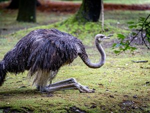 Une autruche s'échappe de son enclos et poursuit une enfant de 6 ans dans le zoo : 