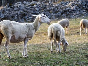 Fièvre catarrhale ovine : 