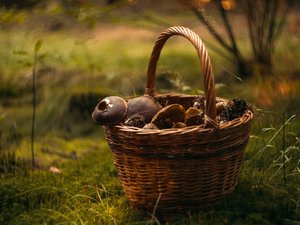 Partie cueillir des champignons en forêt, elle ne répondait plus à son téléphone : retrouvée polytraumatisée, une femme secourue en pleine nuit