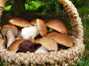 Disparitions de cueilleurs de champignons en forêt : les bons réflexes préconisés par la gendarmerie nationale pour éviter un drame