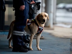 Le chauffeur déclare transporter vin et chips : pas d'humeur à prendre l'apéro, le chien déniche un pactole