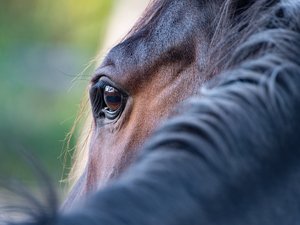 Cavalière hospitalisée, cheval tué à coups de couteau, enquête... ce que l'on sait de cette terrible agression