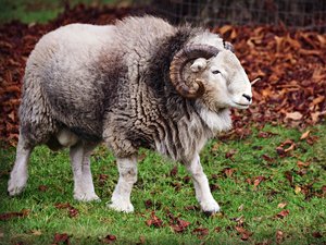 Une agricultrice tuée après avoir été chargée par un bélier, une attaque qui reste très rare