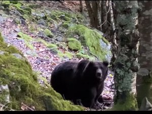 VIDEO. Les images impressionnantes de la rencontre entre un randonneur et le plus vieil ours des Pyrénées