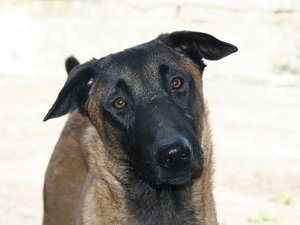 Ivre, l'ancien chasseur tire sur son chien sur son balcon pour 