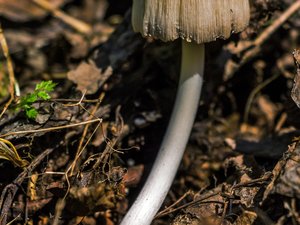 Le couple consomme des champignons cueillis dans son jardin, pris de vomissements et de diarrhées, mari et femme terminent à l'hôpital