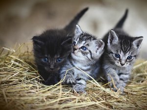 Ils revendaient des chatons sur Leboncoin en se faisant passer pour la SPA ou des éleveurs : cinq trafiquants de petits chats condamnés