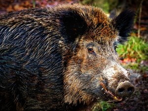 Un sanglier sur la chaussée, une seule collision, mais trois voitures dans le décor