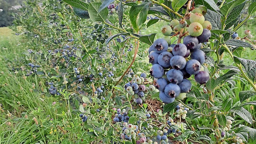 Entre élevage Et Vergers Des Myrtilles Les Cerises Sur Le Gâteau Dans