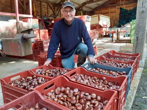 Cette association lance une collecte de châtaignes et vous rémunère au kilo