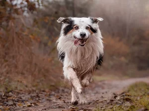 Comment enterrer son animal : obligations, coût, liste des cimetières... Ce qu'il faut savoir