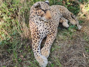 Alertés par la présence d'un fauve au bord de la route, les gendarmes découvrent effectivement un léopard... en peluche